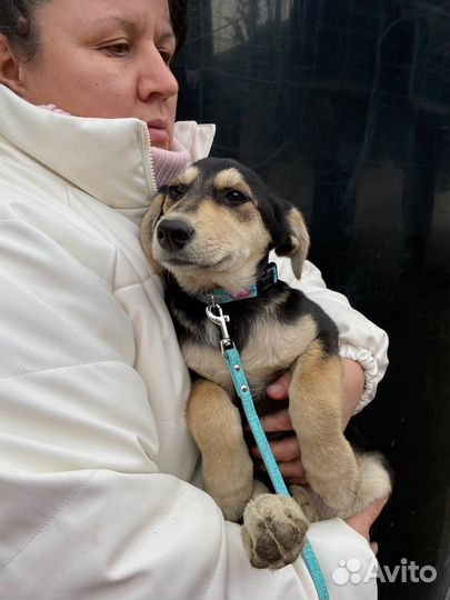 Милый щенок девочка в добрые руки