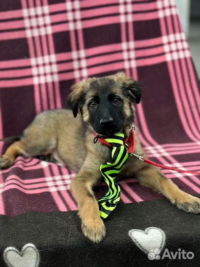 Щенок мальчик