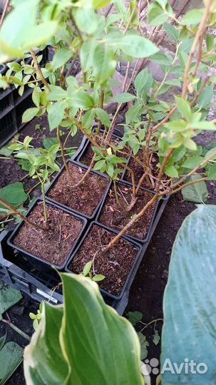 Голубика дюк