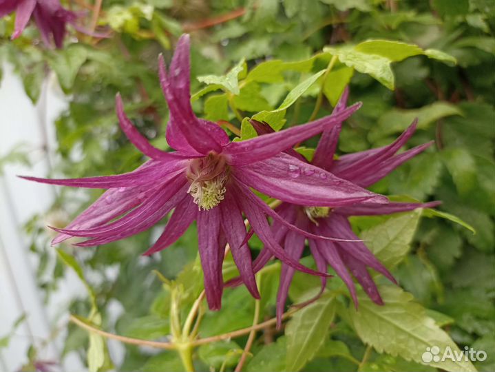 Княжики многолетняя лиана