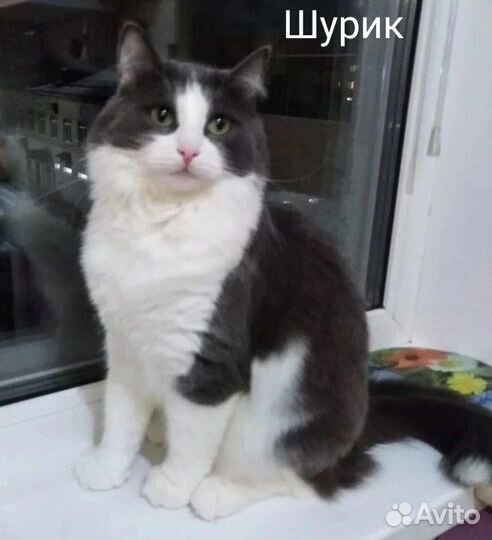 Шурик ищет дом/ кот в добрые руки