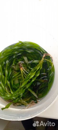 Продам аквариумные растения