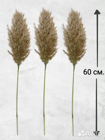 Пампасная трава сухоцветы