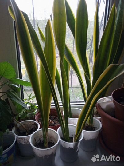 Сансевиерия, сансевьера (Sansevieria), тещин язык