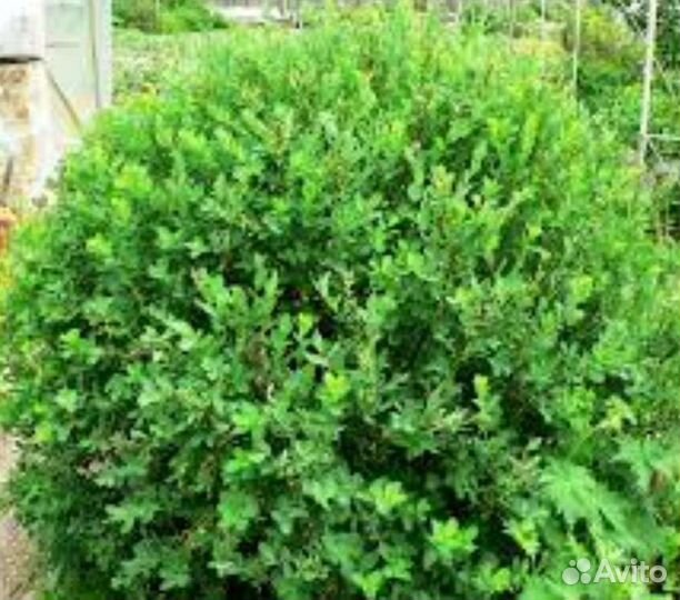 Ива черничная