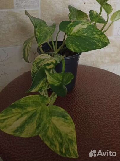 Эпипремнум золотистый/ сциндапсус ауреум, от 50