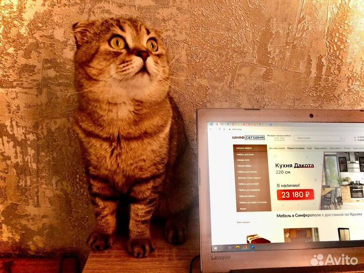 Шотландский вислоухий кот на вязку
