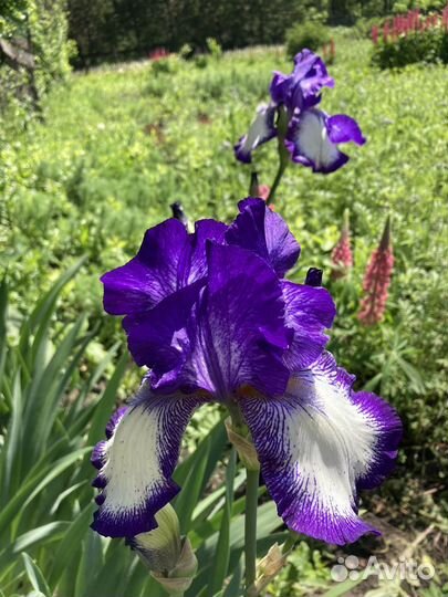 Ирисы бородатые сортовые