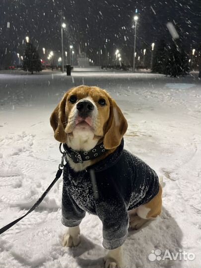 Передержка животных