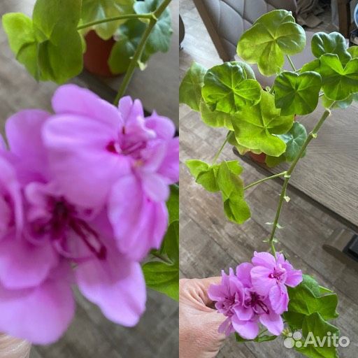 Пахистахис,Фикус,Герань,Суккулент,аспидистра,молоч