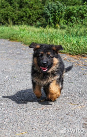 Щенки немецкой овчарки доставка по россии