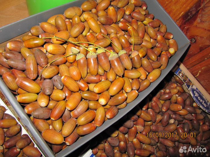 Желуди дуба