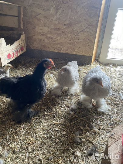 Цыплята кохинхина карликового