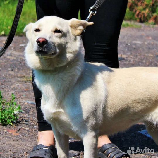 Собака в добрые руки