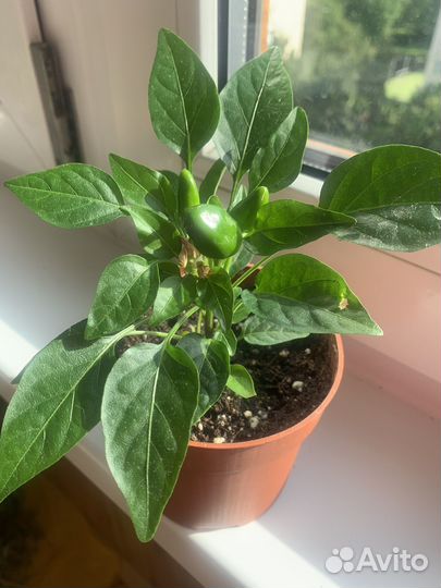 Острый перец в горшке