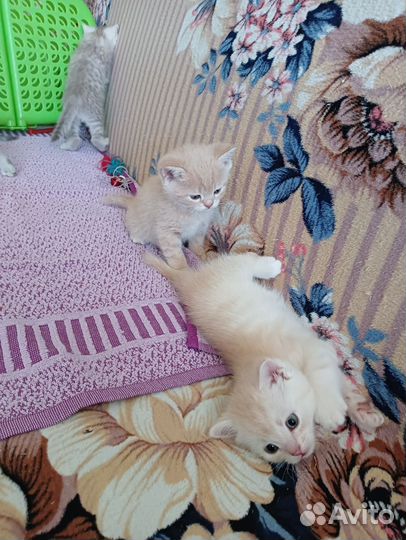 Британские котята
