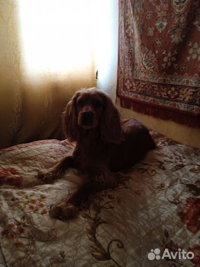 Собака в добрые руки отдам бесплатно