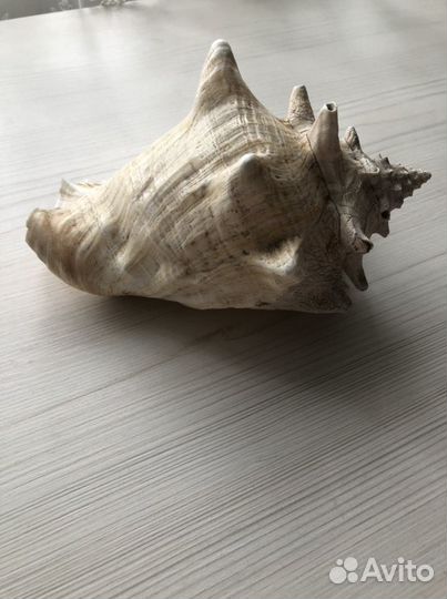 Ракушка большая