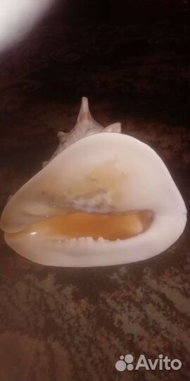 Ракушки, коралл