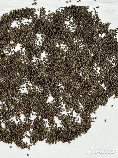 Семена люцерны