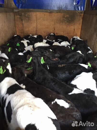 Телята бычки