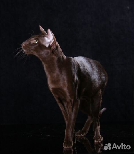 Ориентальная кошка