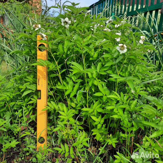 Кусты норвежской малины 