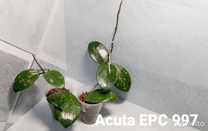 Хойи часть 1