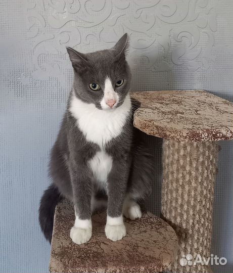 Отдам кота в добрые руки