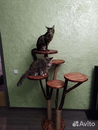 Комплекс для кошек