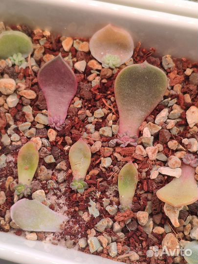 Детки эхеверий Лавли Роуз, Вампир, Телстар