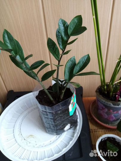 Замиокулькас