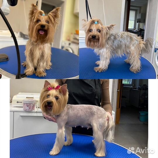 Груминг собак