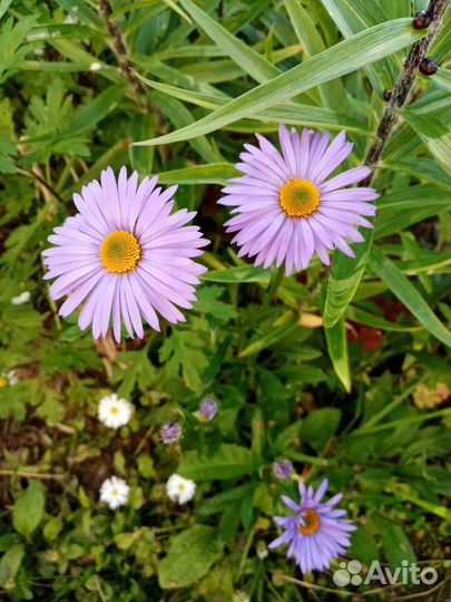 Ромашка, флоксы