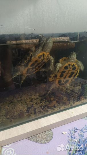 Черепаха с аквариумом