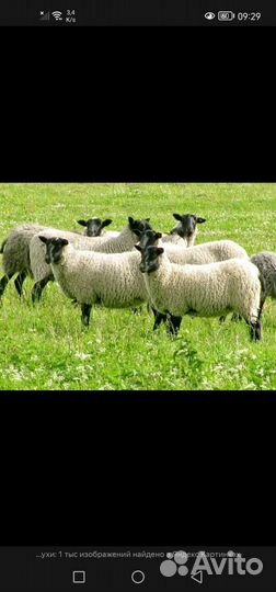 Мясо баранина