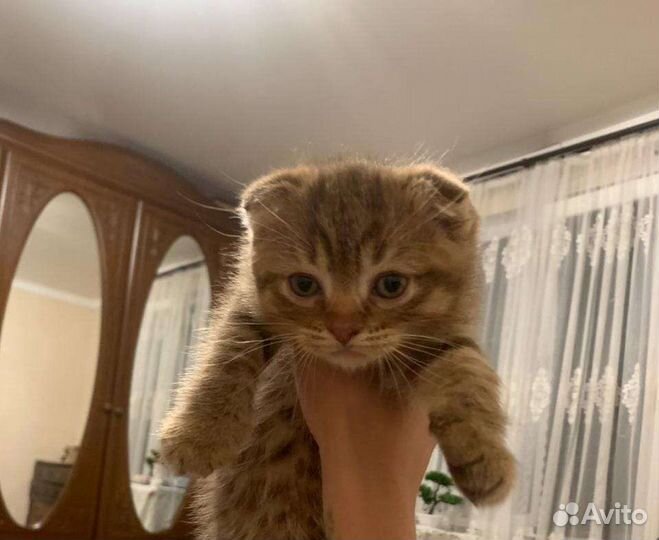 Шотландские котята