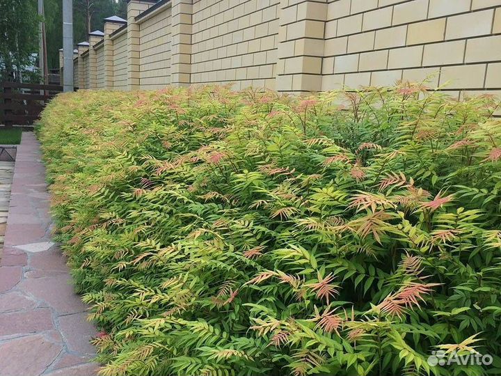 Рябинник рябинолистный 