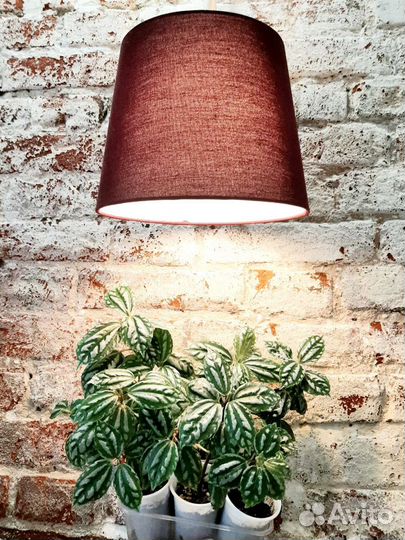 Пилея Кадье, Фикус и др