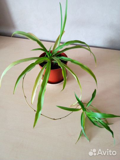 Хлорофитум