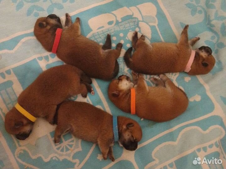 Щенки сиба ину