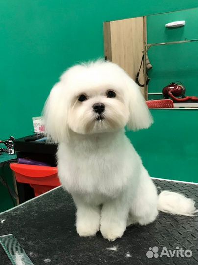 Груминг Мальтипу, кавапу