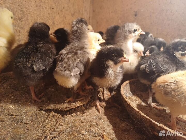 Продам цыплят доминант, андолузская