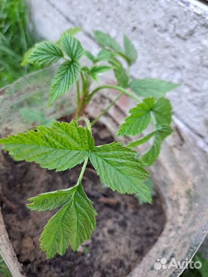 Саженцы малины