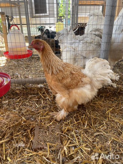 Семья породных кур