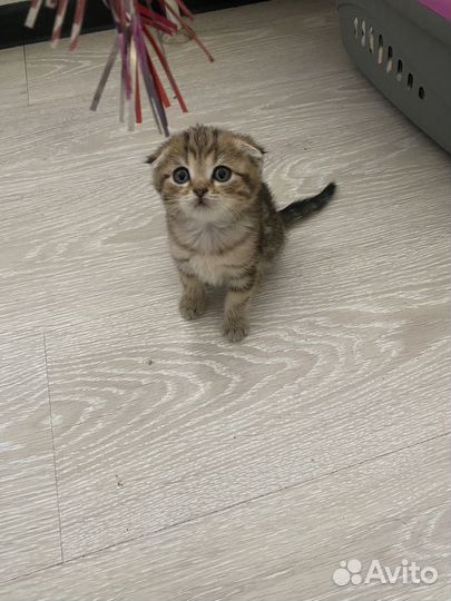 Шотландскик котята вислоухие