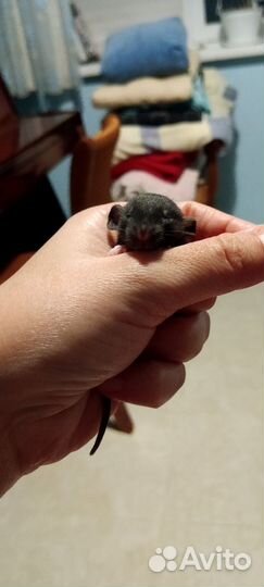 Крысы породистые