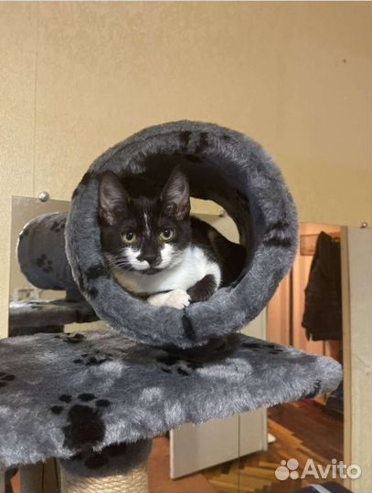 Домик для кошки с когтеточками. Новая