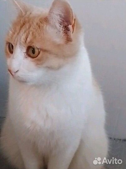 Котик ищет дом
