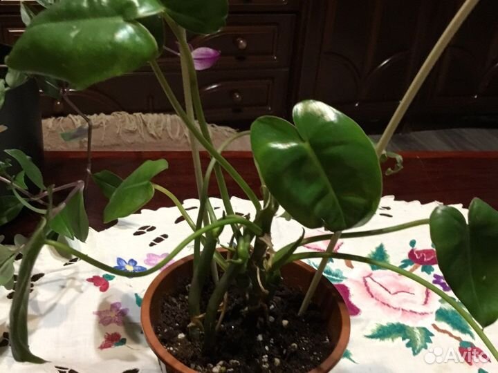 Комнатные растения цветы